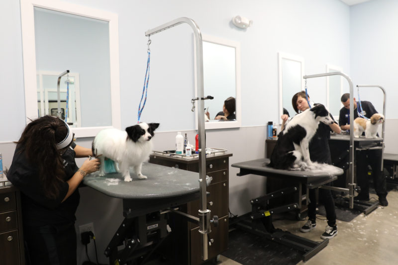 petsmart grooming salon