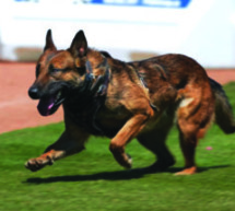 Educating the Public: K9 officers show off skills at WestWorld