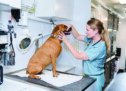 Dr. Kelly’s Surgical Unit  expands amid need for  affordable pet care