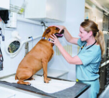 Dr. Kelly’s Surgical Unit  expands amid need for  affordable pet care
